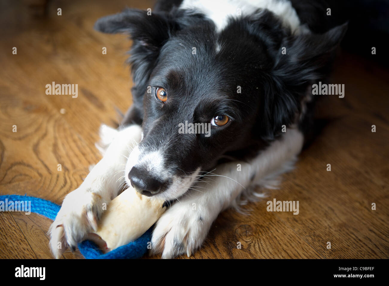 Border Collie chewing on a bone Stock Photo