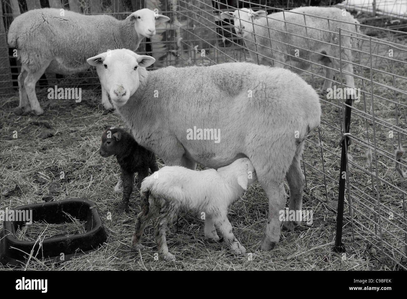 Lamb feeding from it's mother in livestock pen Stock Photo - Alamy