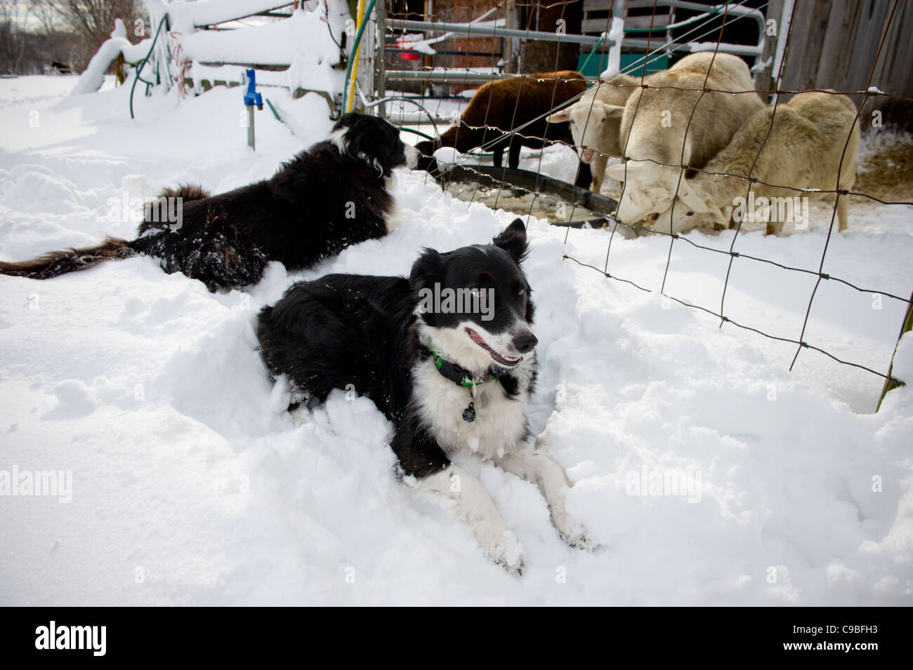 Border Collies in the snow in front of sheep pen Stock Photo