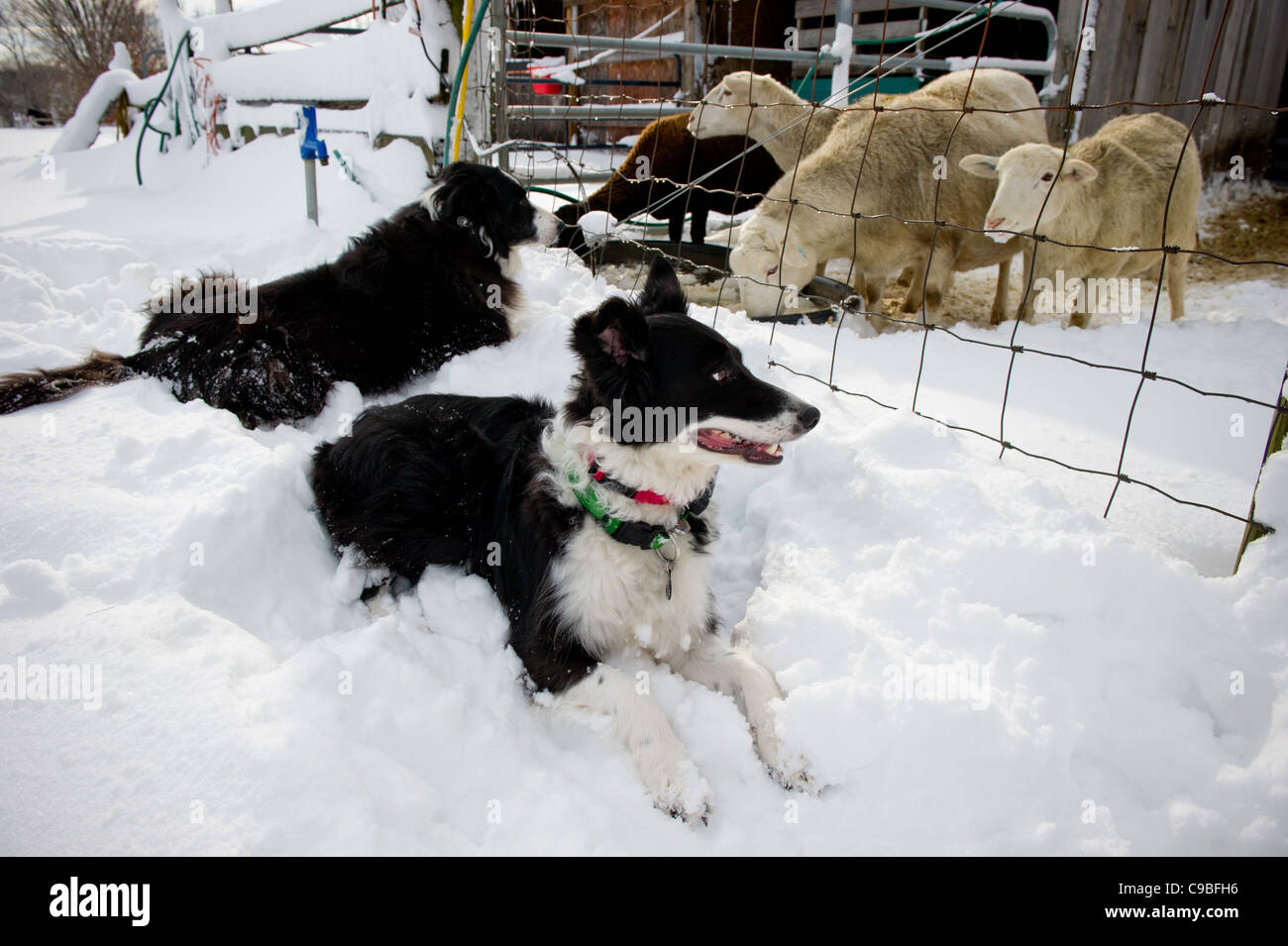 Border Collies in the snow in front of sheep pen Stock Photo