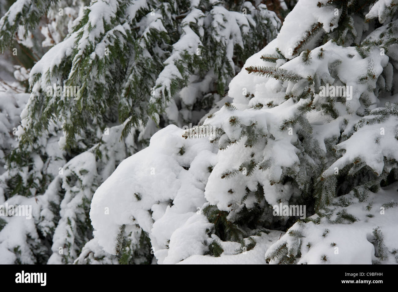 Snow covered Pine trees Stock Photo