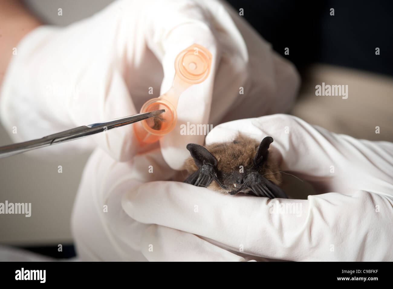 Scientist examining a bat in a wildlife lab Stock Photo