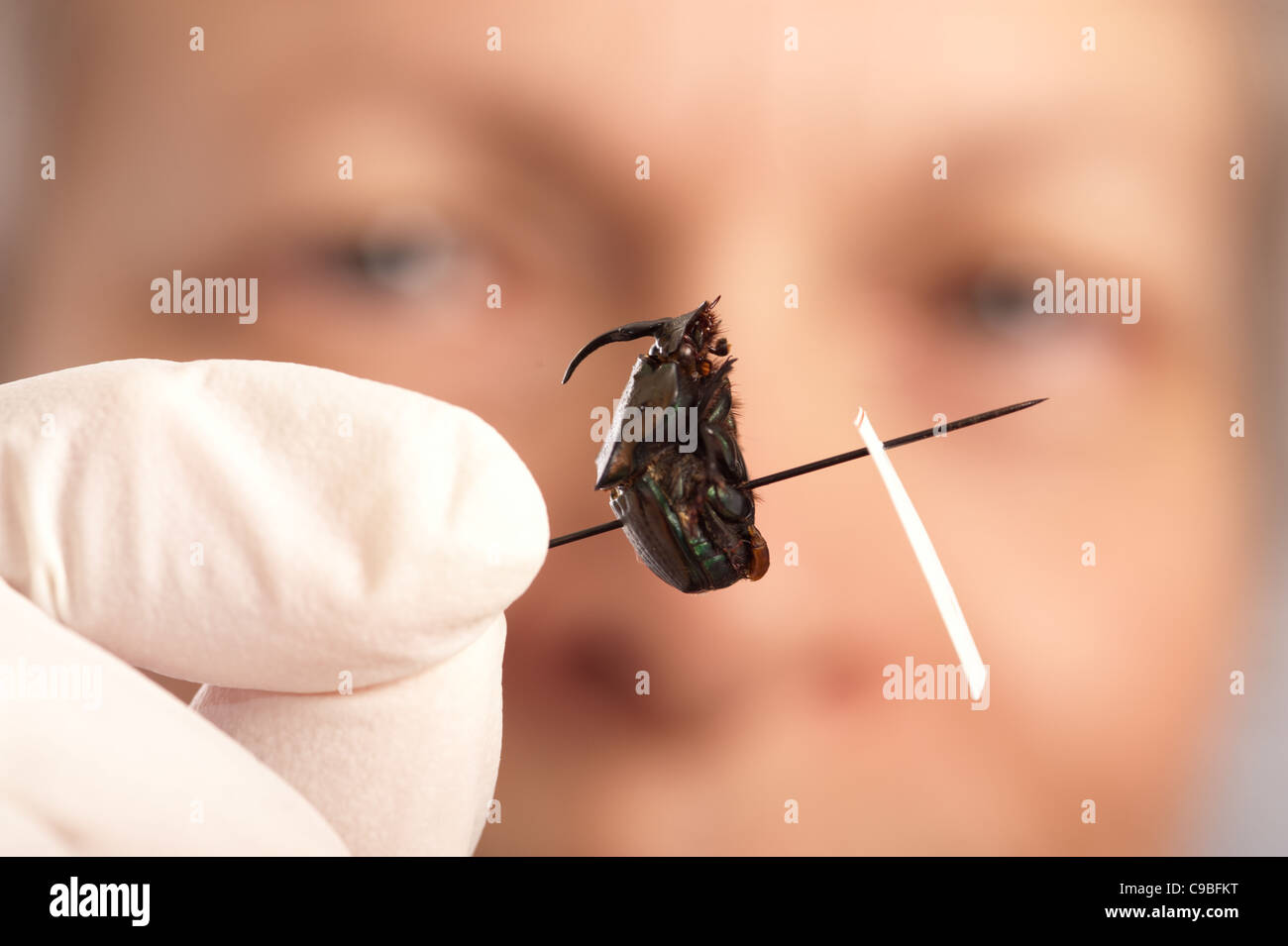 Scientist studying a beetle in a lab Stock Photo