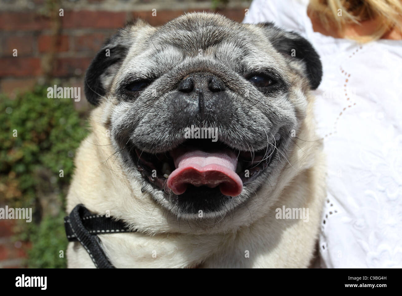 A woman holding her pet pug in Lewes, East Sussex, UK. Stock Photo