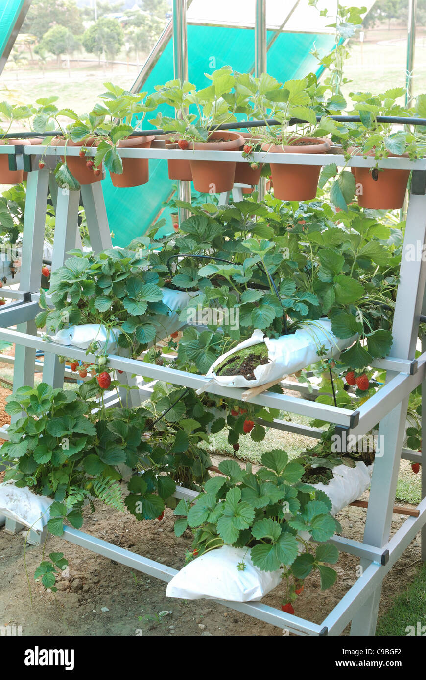 Strawberries plants in greenhouse Stock Photo Alamy