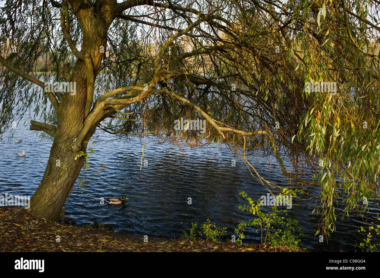 A willow tree on banks of the lake in lake Meadows Stock Photo - Alamy