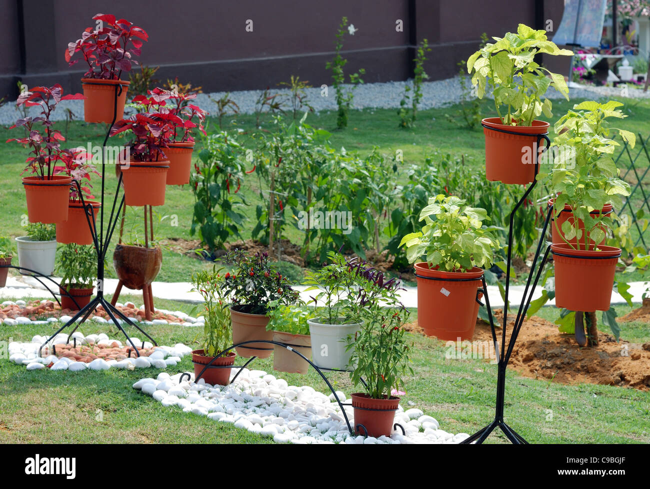 Various types of plants hi-res stock photography and images - Alamy