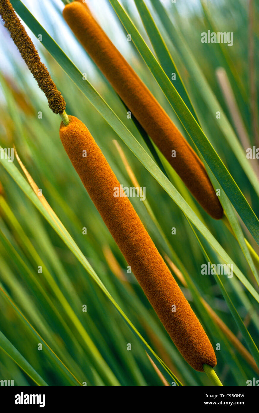 Cattails are herbaceous perennial plants easily recognized by their long and slender green stalks topped with brown sausage-shaped heads that flower. Stock Photo