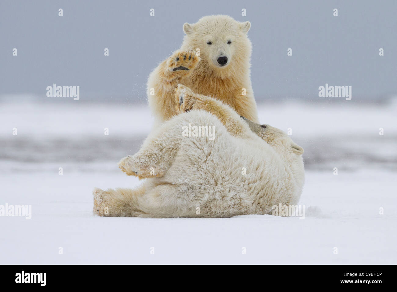 Two Polar Bear cubs (Ursus maritimus) playfully fighting in snow on a ...