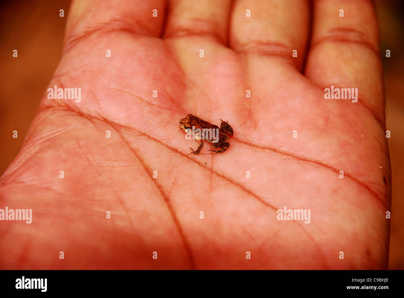 Tiny frog on the palm of a man Stock Photo