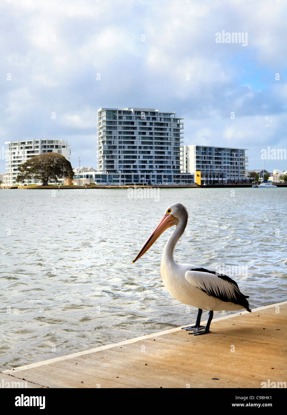 Australian Pelican (Pelecanus conspicillatus) beside Mandjar Bay on the Mandurah Estuary. Western Australia Stock Photo