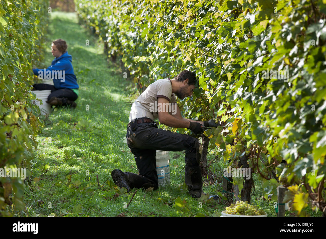 Man and woman harvesting grapes for wine production. Stock Photo