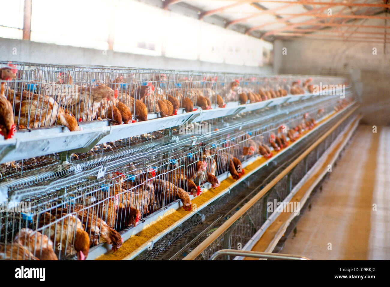 Chicken cages hi-res stock photography and images - Alamy