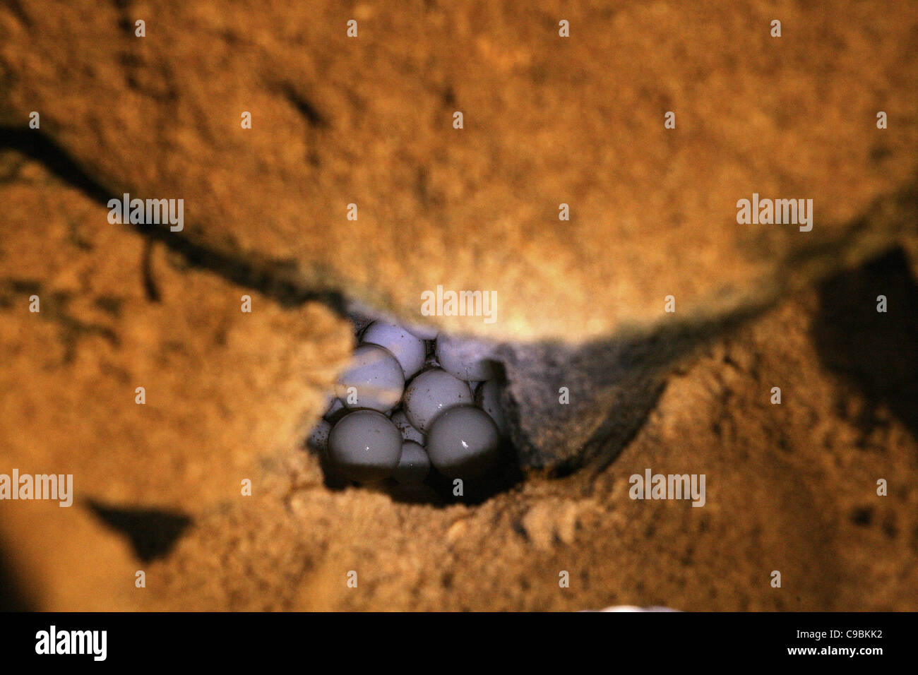 Africa, Guinea-Bissau, Close up of turtle eggs in turtle's nest Stock Photo