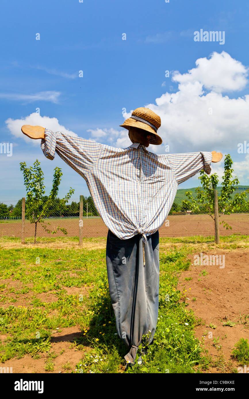 Scarecrow in a field Stock Photo