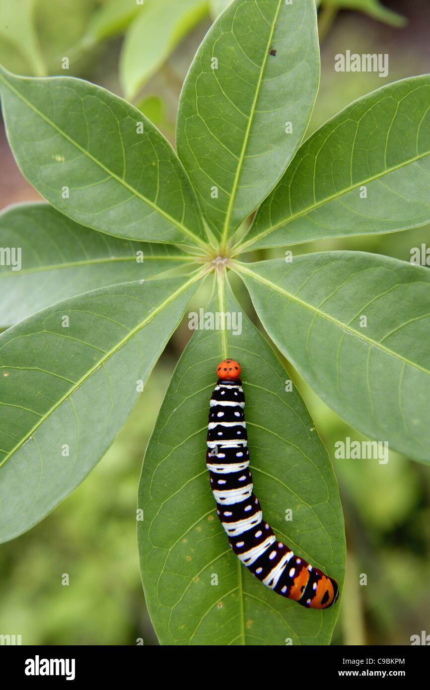 Africa, Guinea-Bissau, Caterpillar on leaf, close up Stock Photo