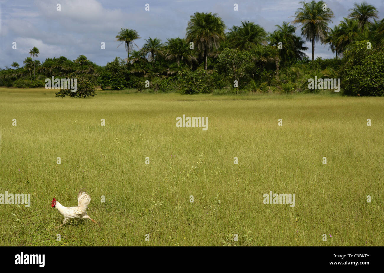 Africa, Guinea-Bissau, Chicken running around park Stock Photo