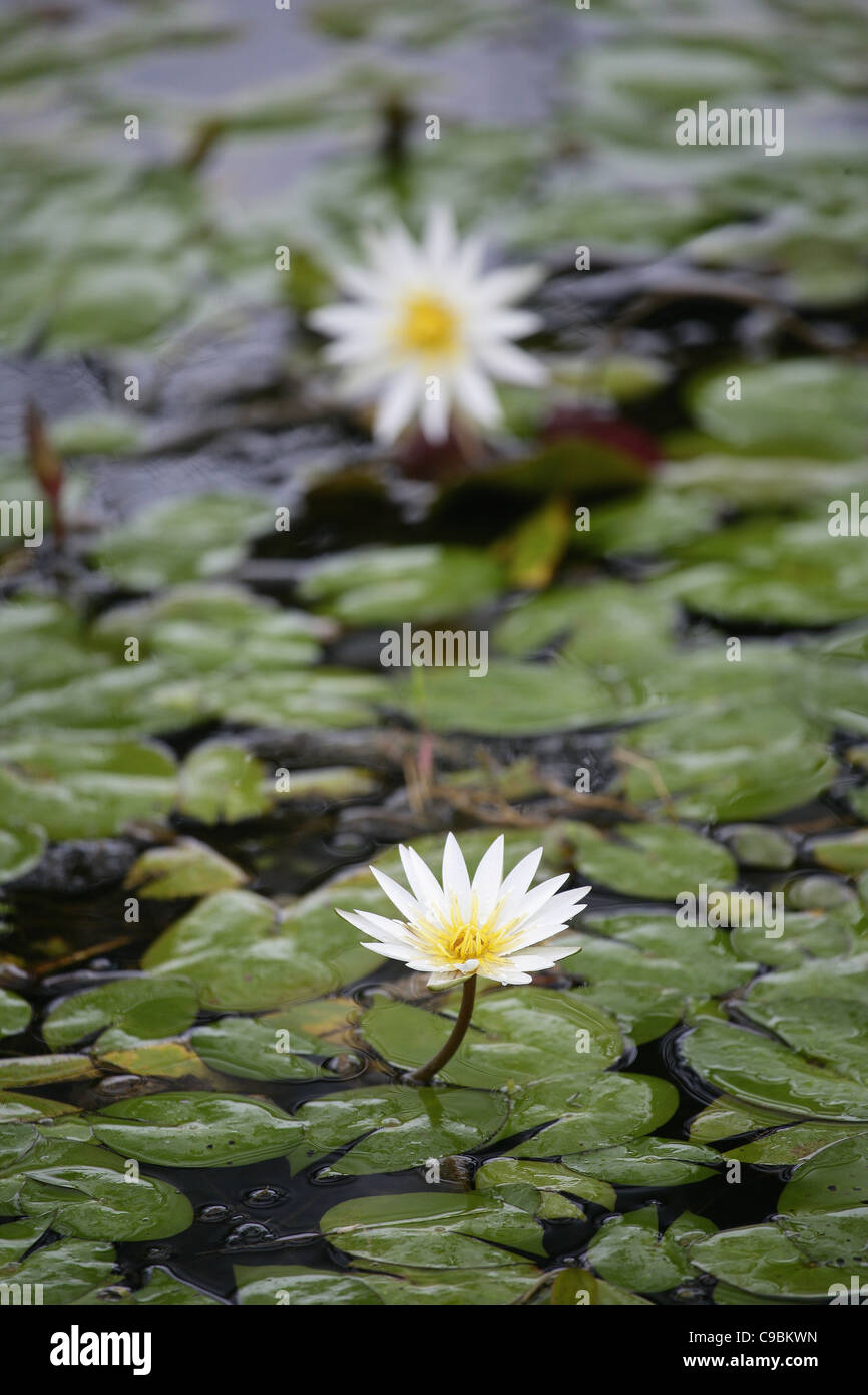 Africa, Guinea-Bissau, View of water lily in lake Stock Photo