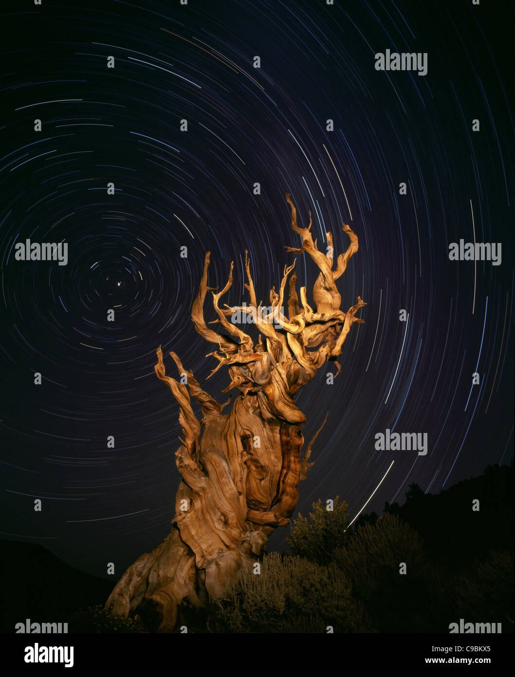 1-hour time exposure with the star trails and the North Star. Bristlecone pine tree lighted by a flashlight for a few minutes. White Mountains, USA. Stock Photo