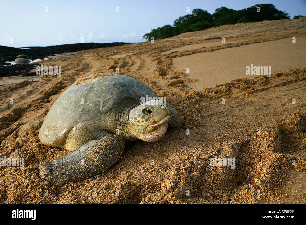 Africa, Guinea-Bissau, Green sea turtle in sand Stock Photo