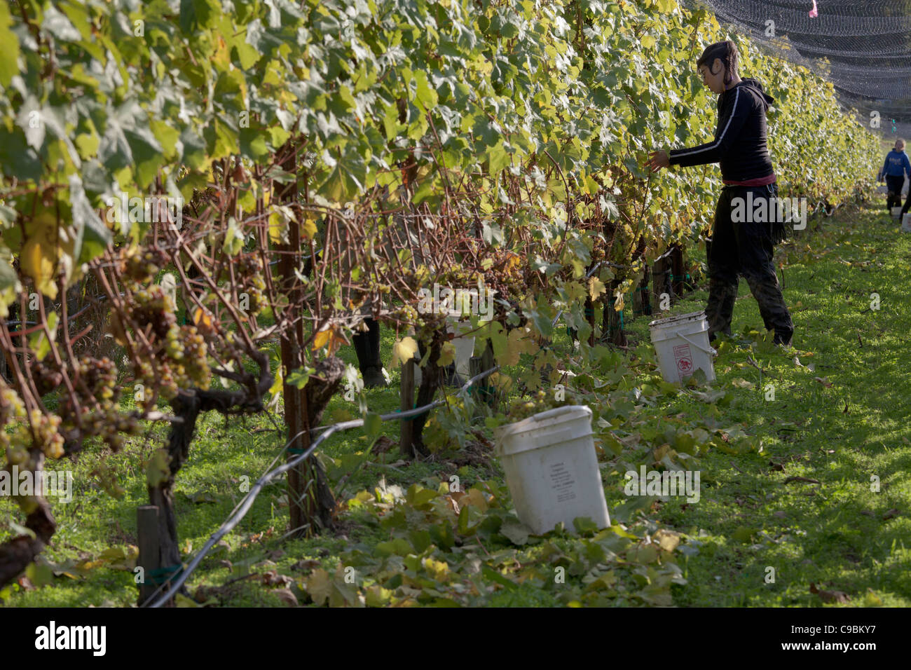 Young woman harvesting Madeleine Angevine grapes. Stock Photo