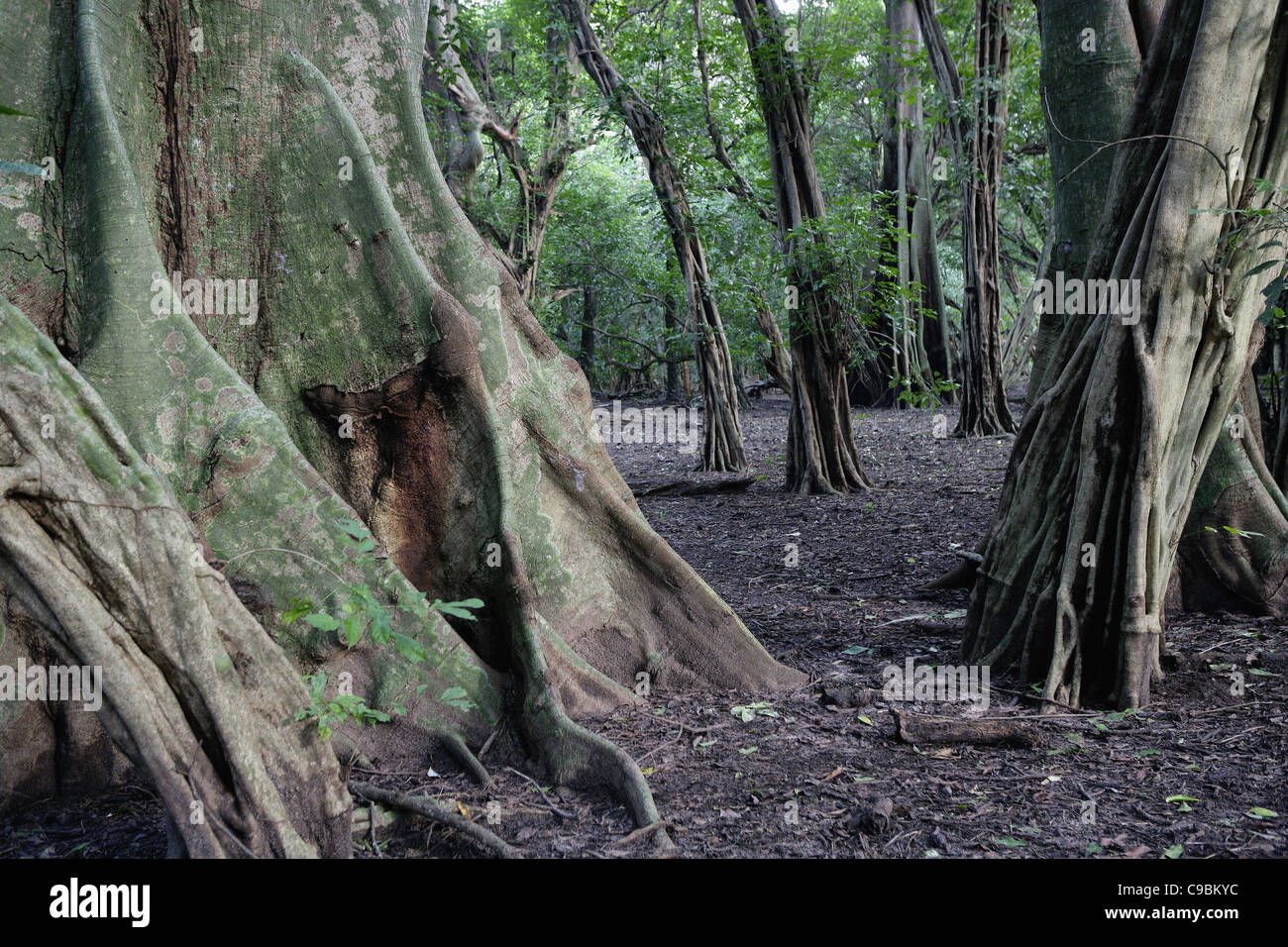 Africa, Guinea Bissau, Bissagas Islands, Caravel island with ceiba trees at national park orango grande Stock Photo