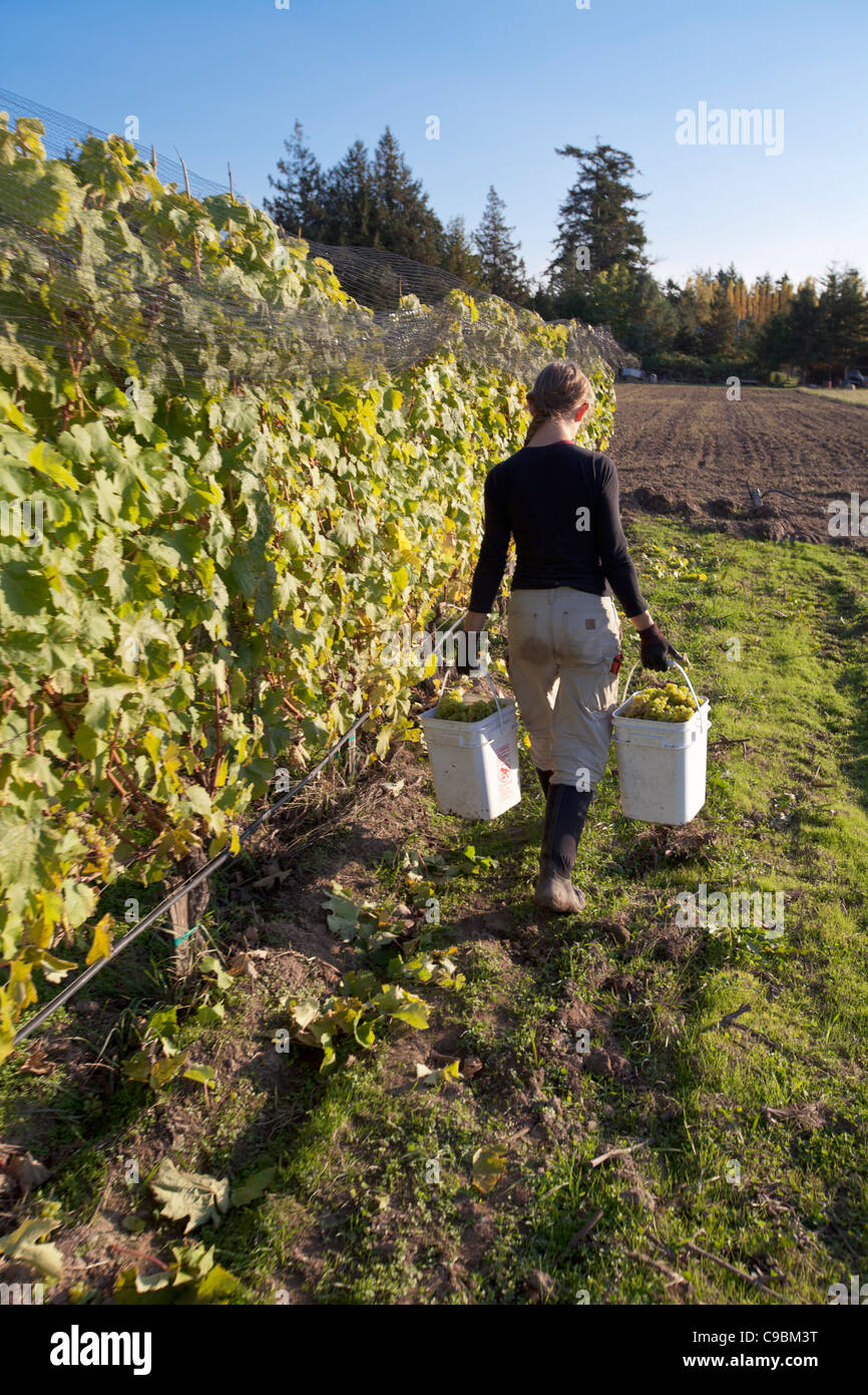 Young woman carrying buckets full of freshly harvested Madeleine Angevine grapes in vineyard, on Lopez Island, Washington, Stock Photo
