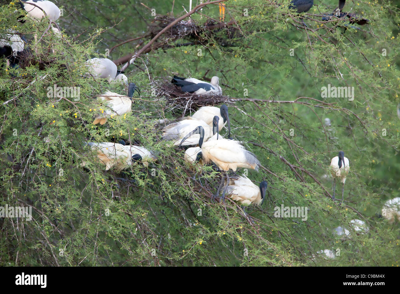 Birds Nature Egrets Wetland Bird Sanctuary Wildlife Stock Photo