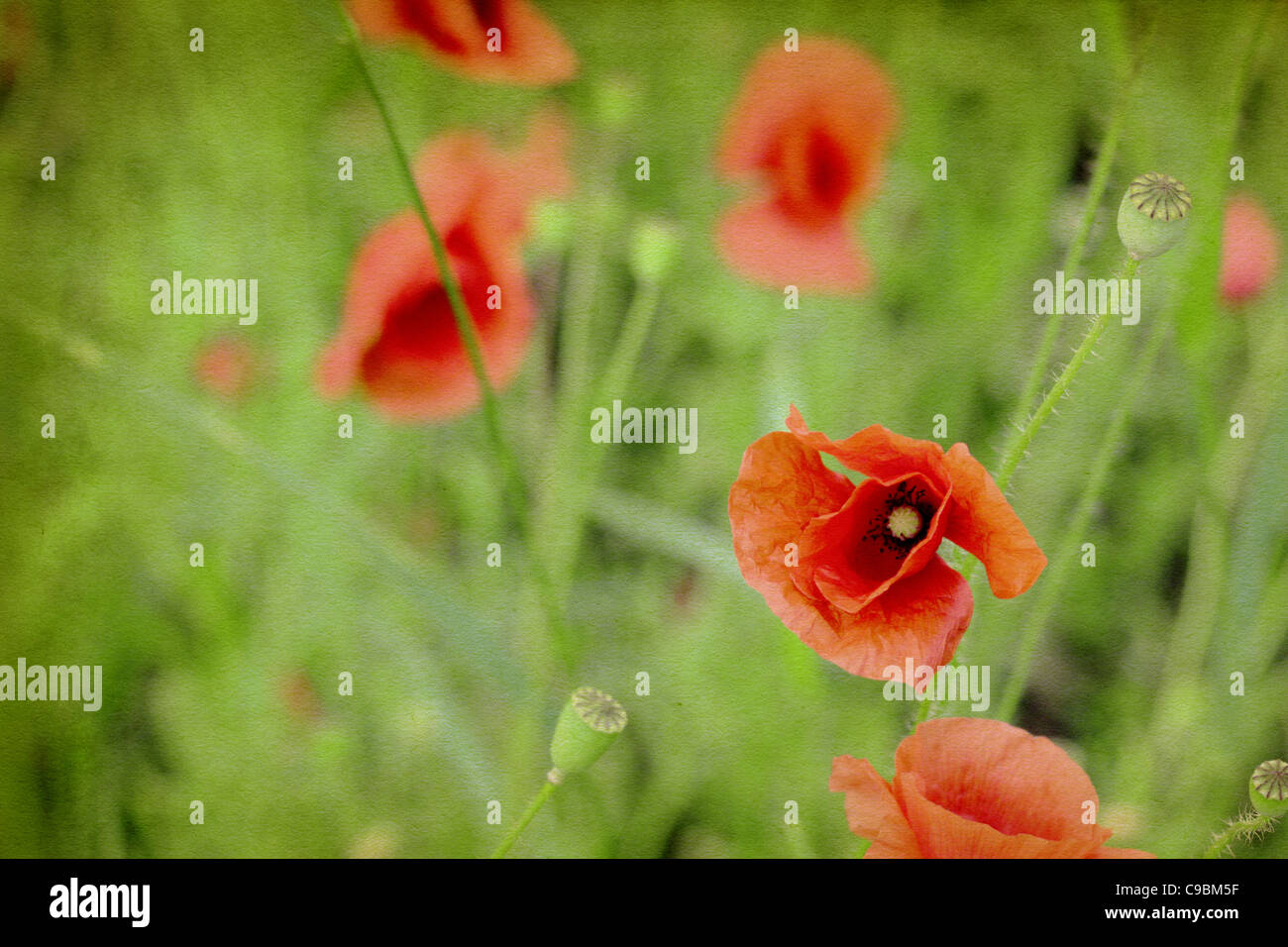 Germany, Munich, Close up of red poppy in meadow, textured effect Stock Photo
