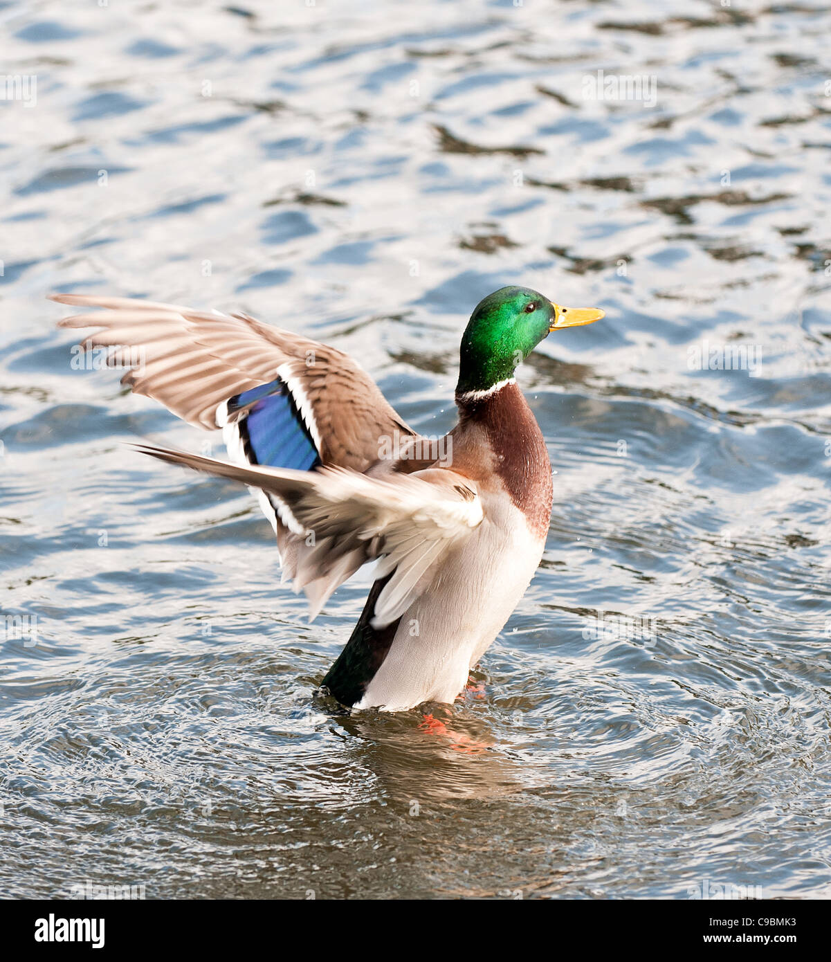 Wing flapping duck hi-res stock photography and images - Alamy