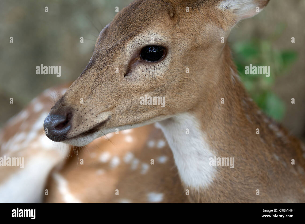 Chital 'spotted deer' 'Axis axis' mammal herbivore 'Indian Wildlife' Portrait Stock Photo