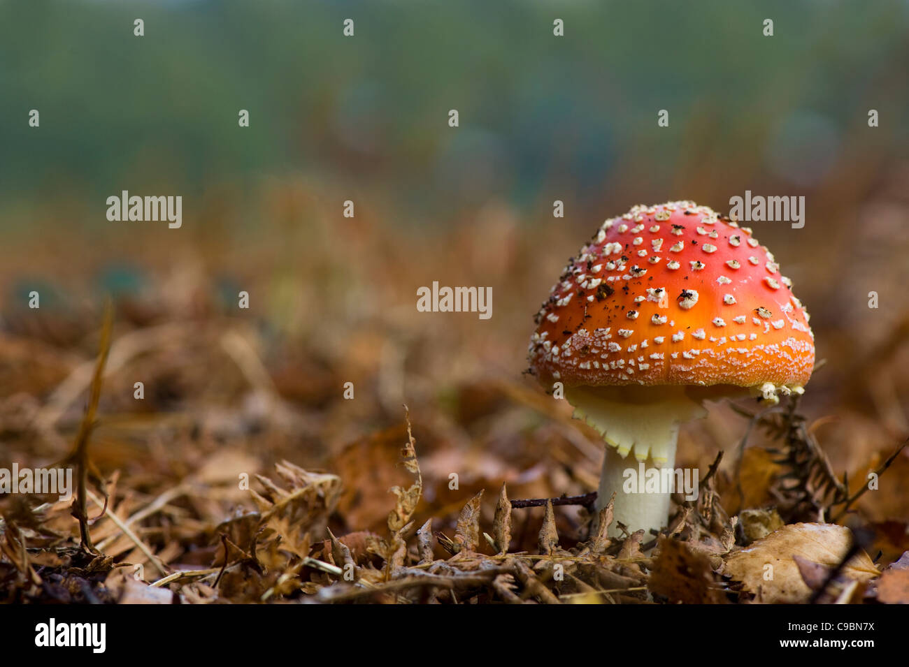 Amanita muscaria, commonly known as the fly agaric or fly Amanita Stock Photo