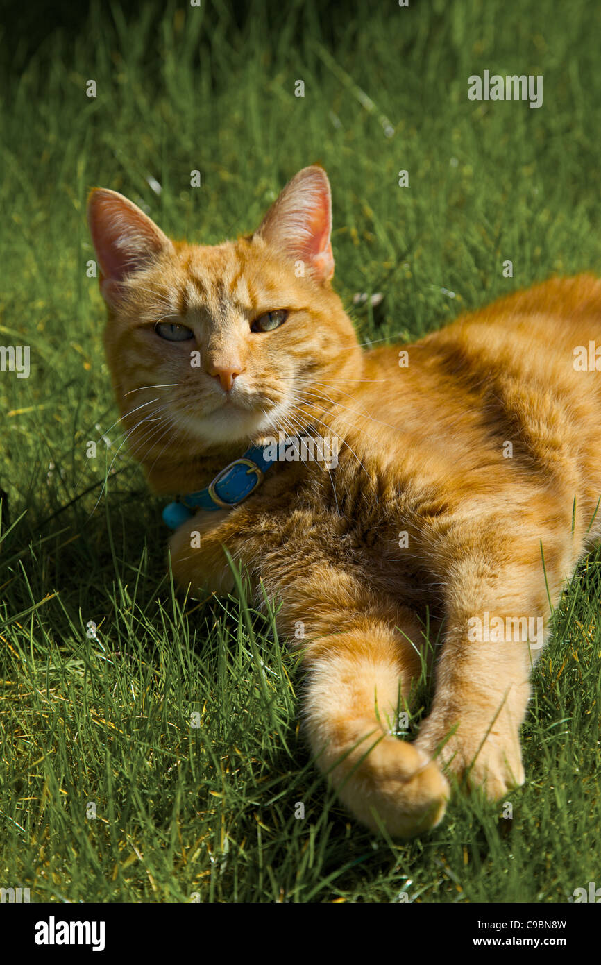 Ginger cat laying in the sun Stock Photo