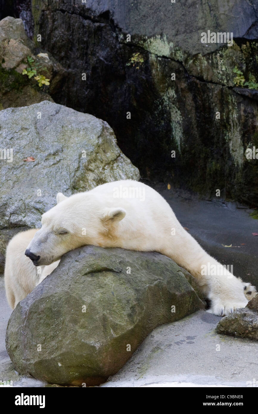 A Polar Bear chilling out on his rock Ursus maritimus Stock Photo - Alamy