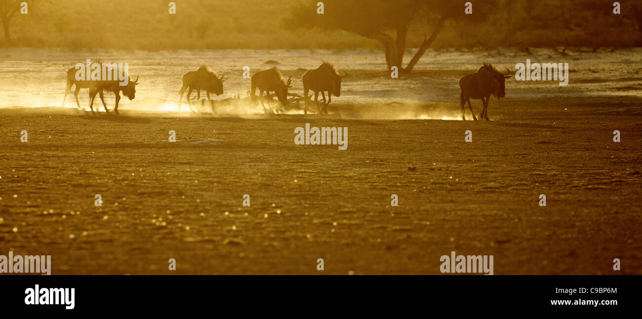 A low angle view of a herd of Blue Wildebeest at dawn, Kgalagadi Transfrontier Park, Northern Cape Province, South Africa Stock Photo