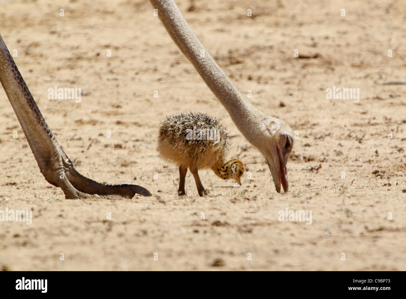 An Ostrich and its chick looking for food, Kgalagadi Transfrontier Park, Northern Cape Province, South Africa Stock Photo