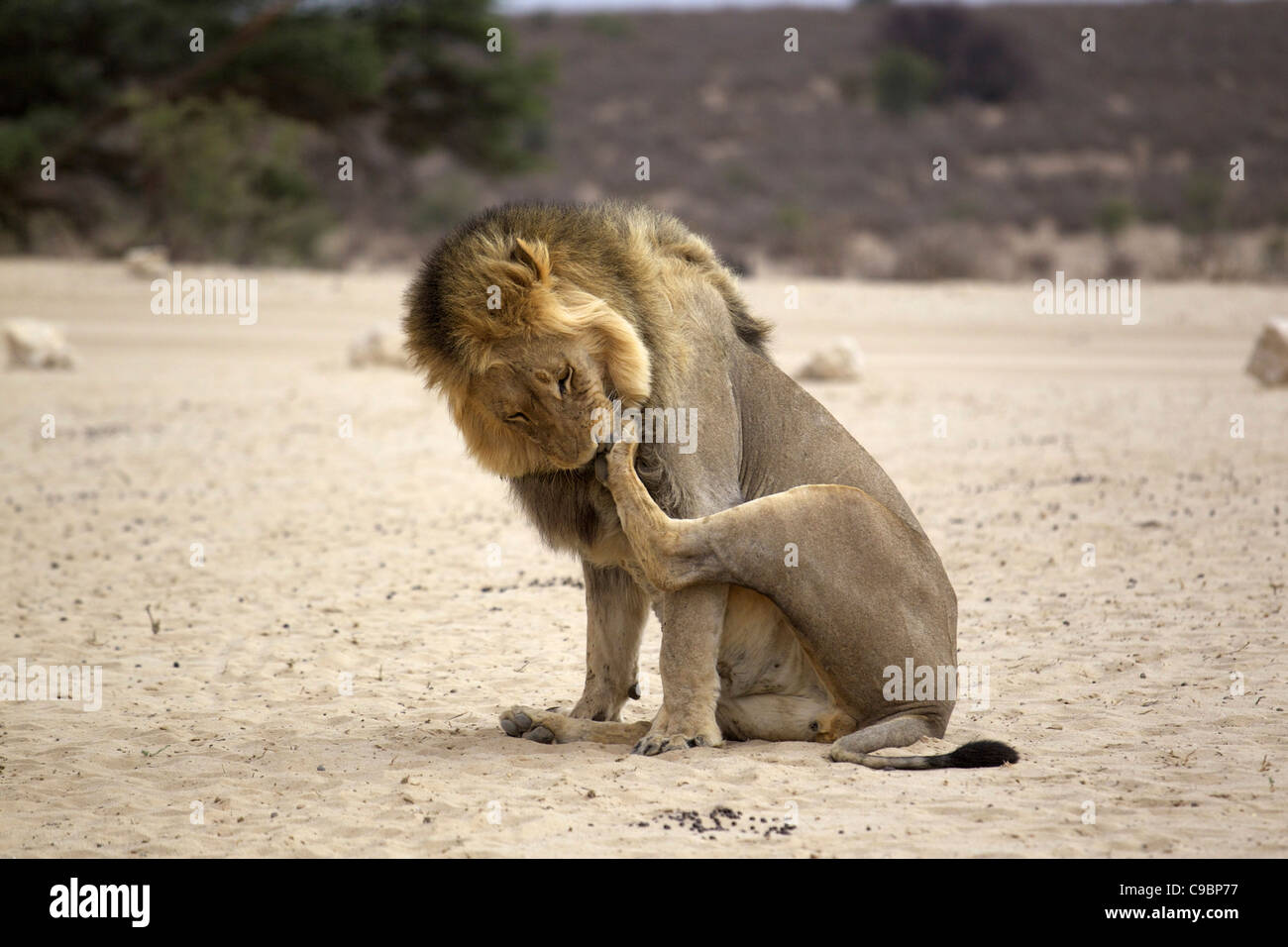 A Lion cleaning its back paw, Kgalagadi Transfrontier Park, Northern
