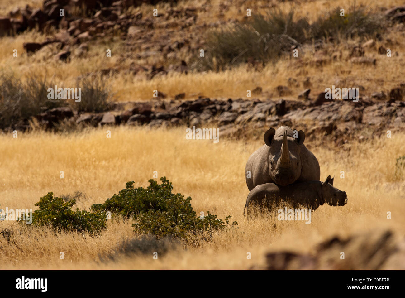 Black Rhinoceros Diceros Bicornis Stock Photos Amp Black