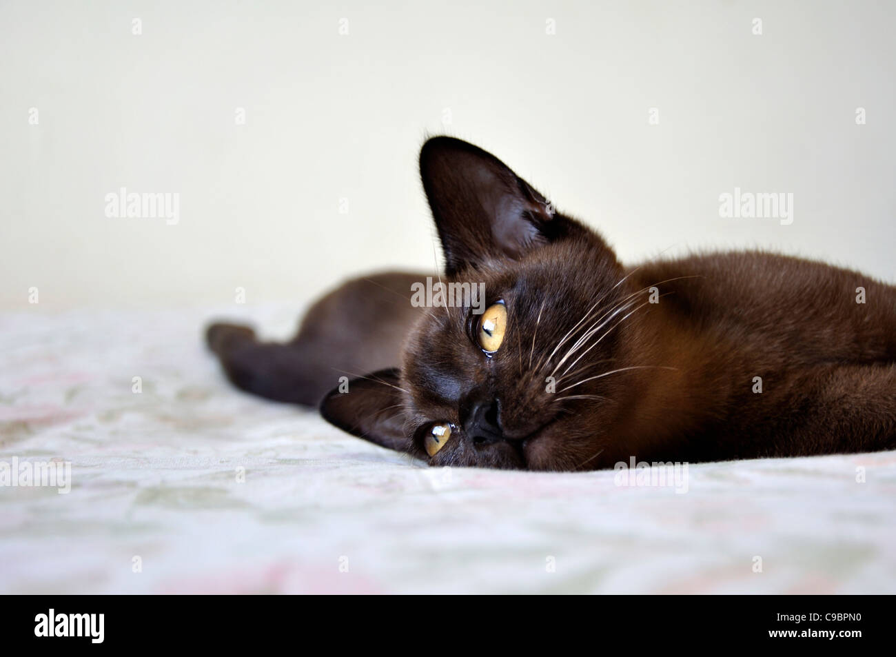 Burmese Cat, Zimbabwe Stock Photo Alamy