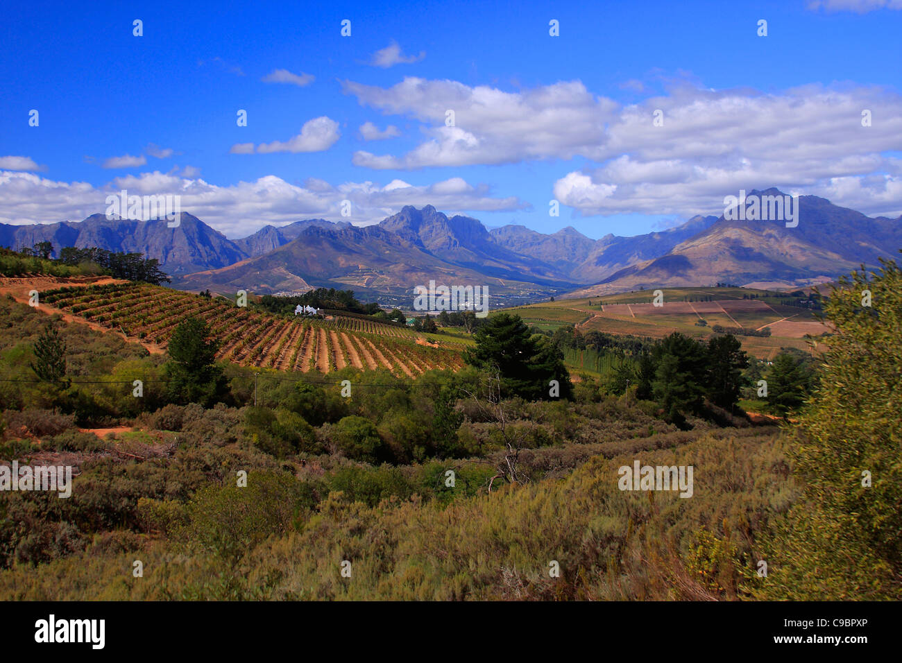 Devon Vale, Stellenbosch Region, Western Cape Province, South Africa Stock Photo