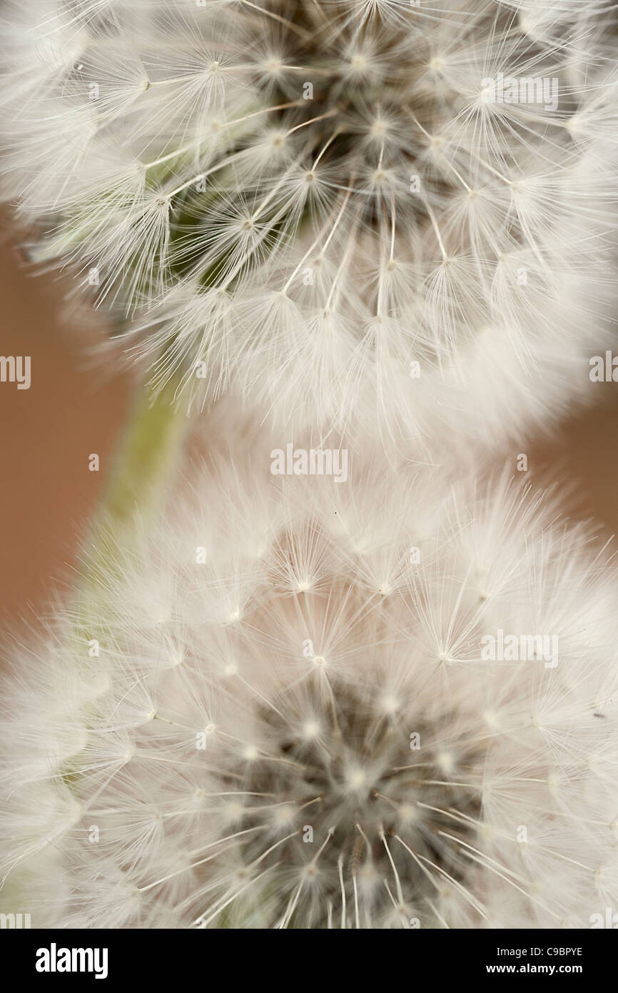Close-up of two Dandelion (Taraxacum officinal) against a blurred background, White River, Mpumalanga, South Africa Stock Photo