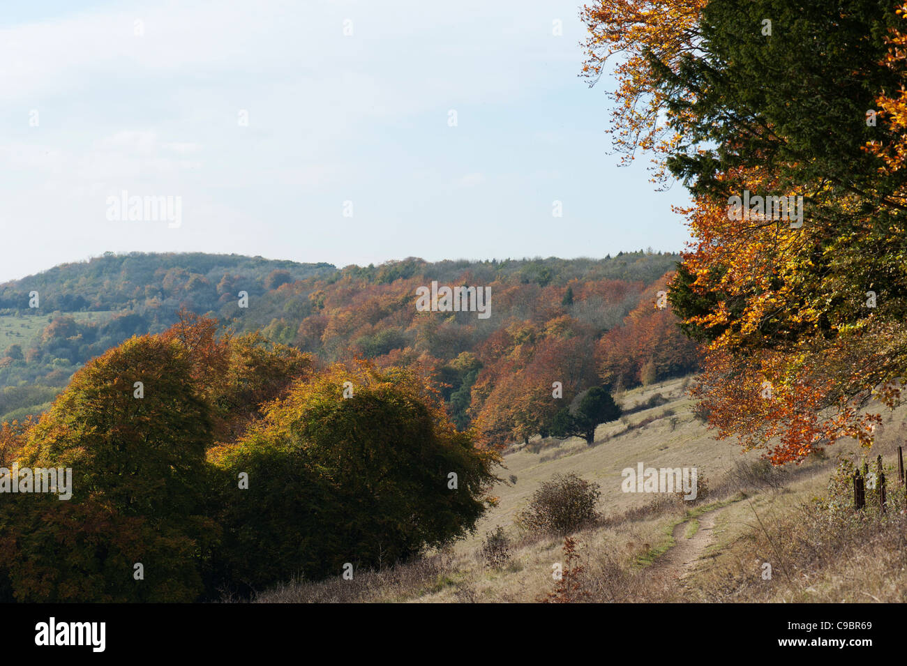 View along the North Downs in Autumn, Ranmore Common, Dorking, Surrey, UK Stock Photo