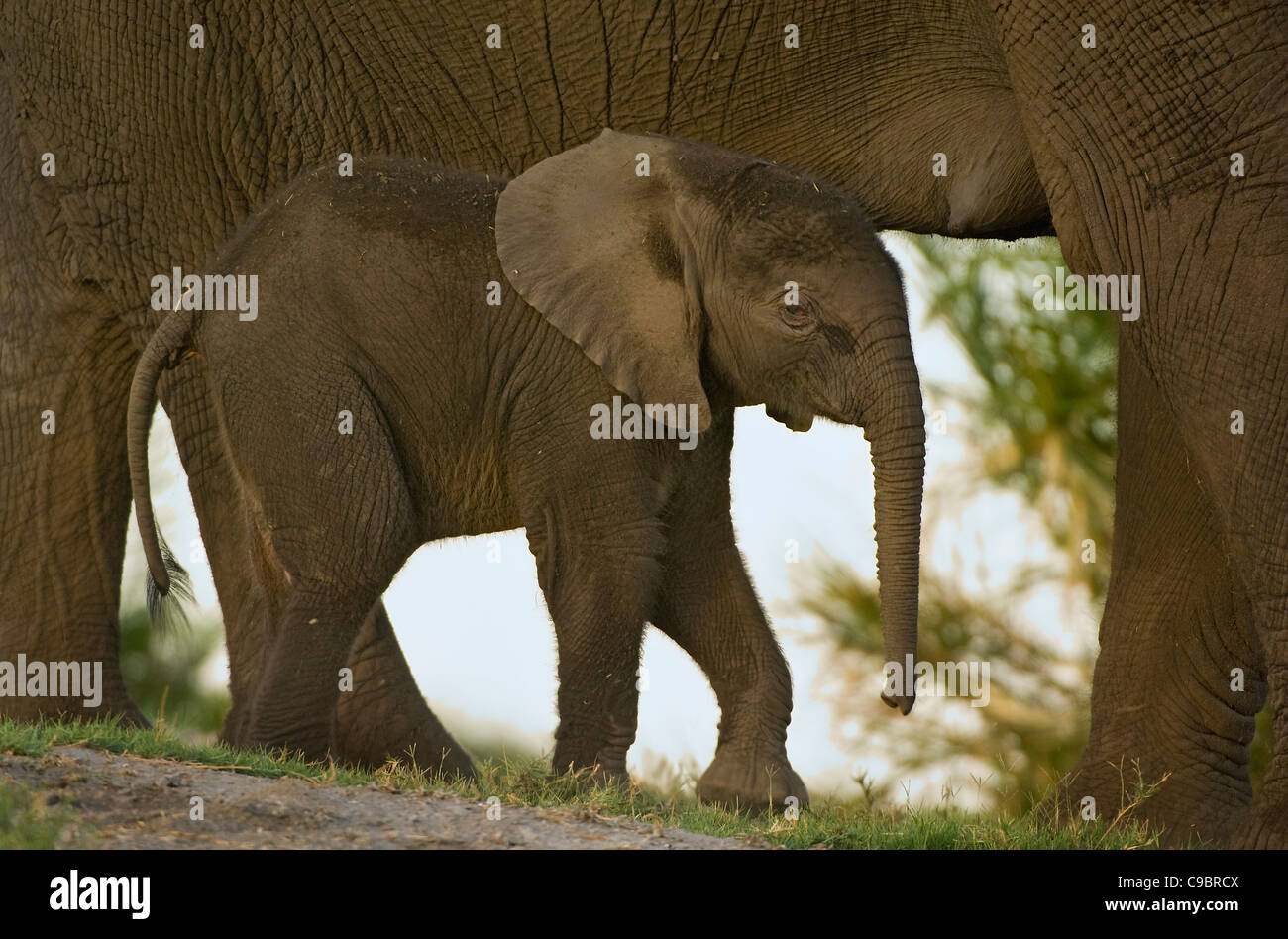 African Elephant (Loxodonta Africana) small calf with mother, Okavango Delta, Botswana Stock Photo