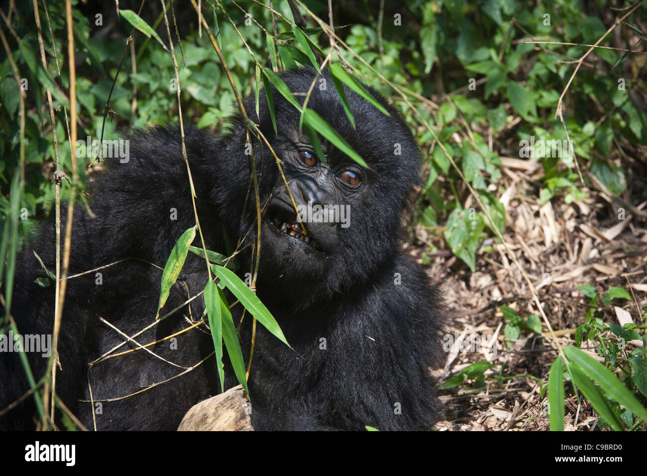 Mountain Gorilla (Gorilla g. beringei) eating leaves, Volcanoes National Park, Rwanda Stock Photo