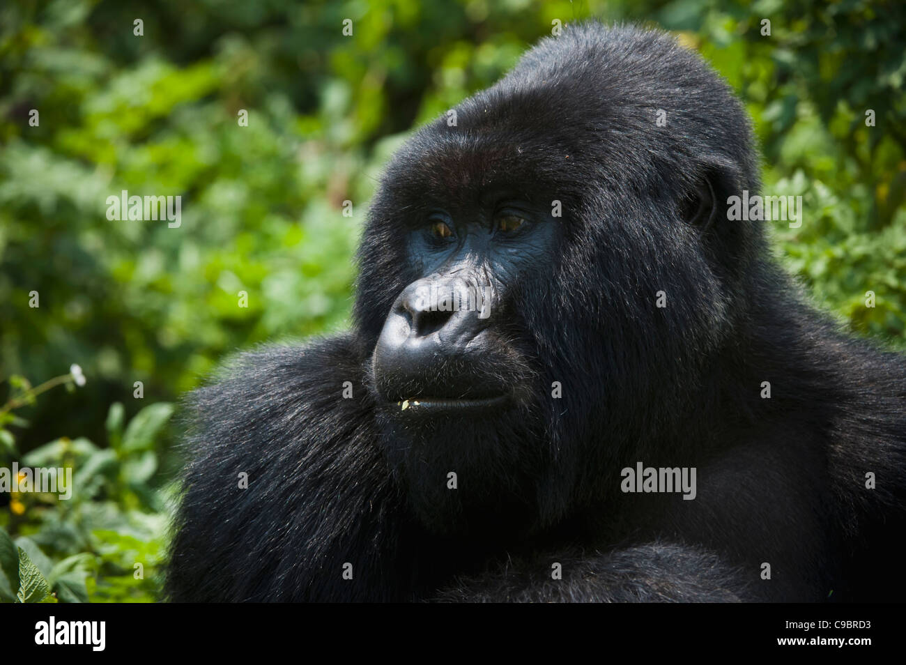 Mountain Gorilla (Gorilla g. beringei), Volcanoes National Park, Rwanda Stock Photo