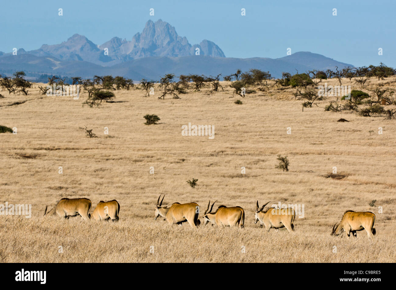 Mt Kenya with herd of eland (Taurotragus oryx) in foreground, Lewa Wildlife Conservancy, Kenya Stock Photo