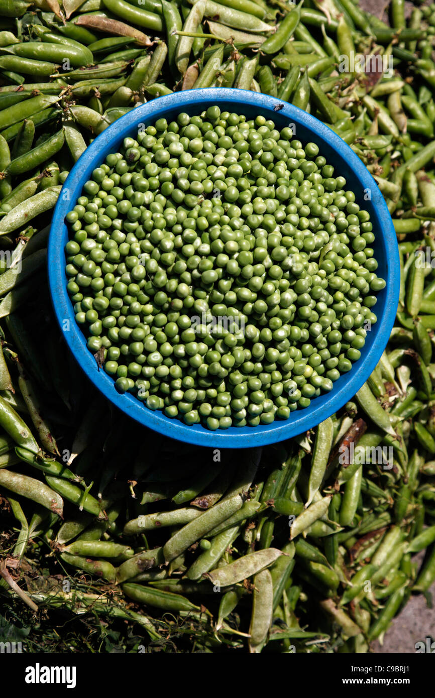 Green peas for sale at a market place in Ecuador, South America Stock Photo Alamy