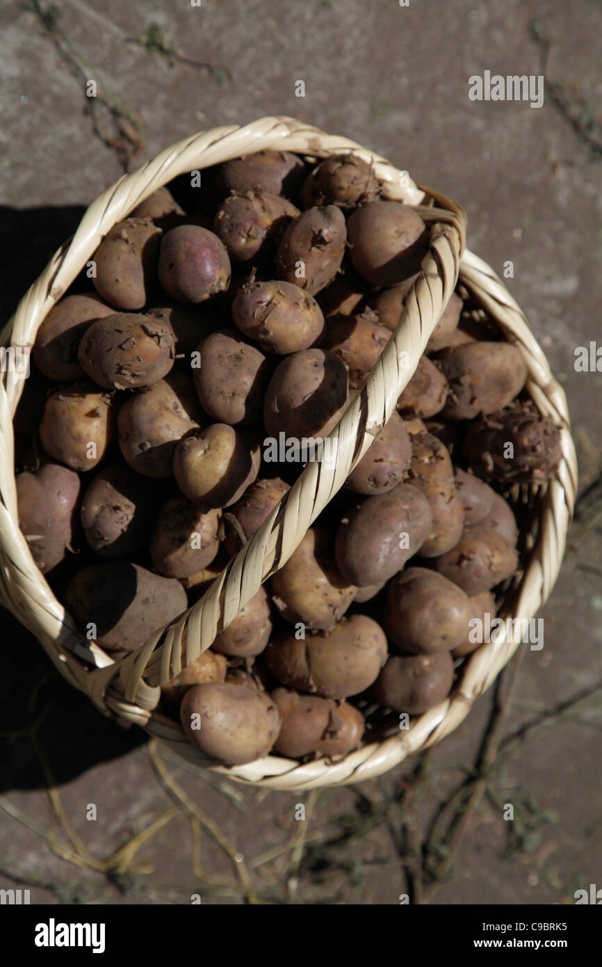 Potatoes for sale at a market place in Ecuador, South America Stock