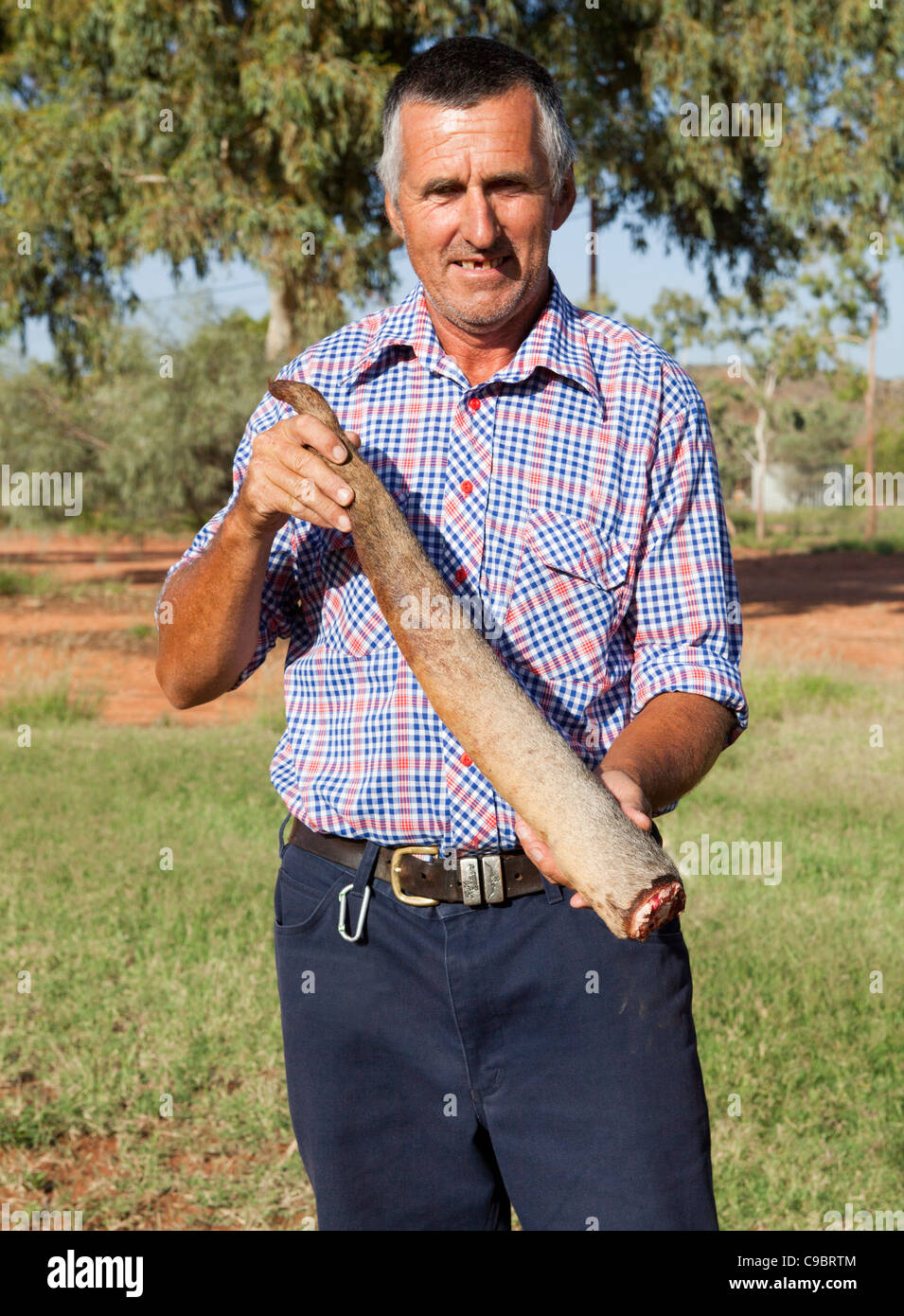 Man holding Kangaroo Tail before cooking Stock Photo