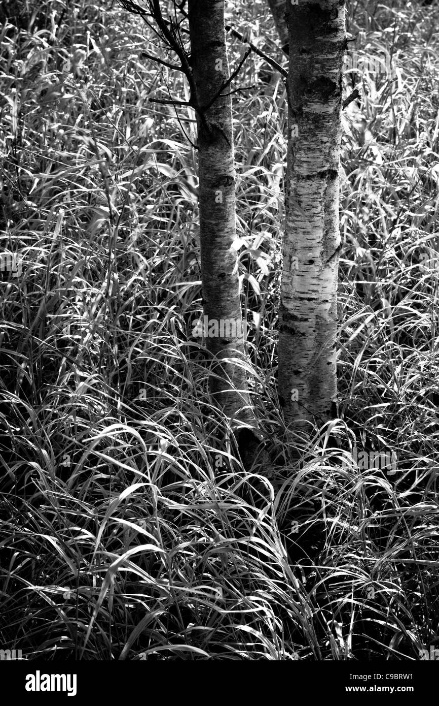 Tree silver birch Black and White Stock Photos & Images - Alamy